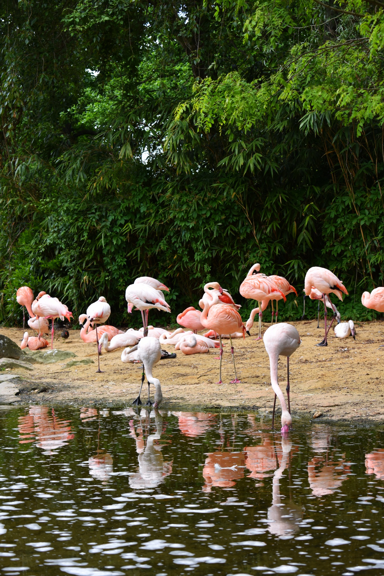 Zoo Hannover